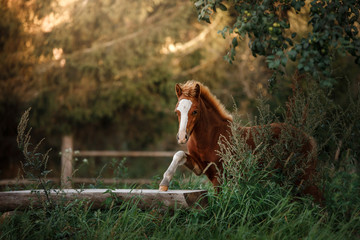 A pretty foal stands in a Summer paddock