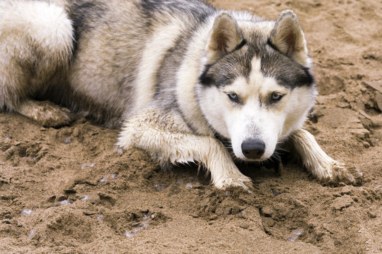 Husky dog on the sand