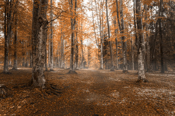 Fototapeta premium Beautiful autumn forest