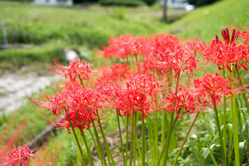 Amaryllis bloom in the rice fields of Japan