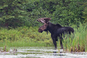 Naklejka premium Large bull moose standing in a marsh in Algonquin Park, Canada