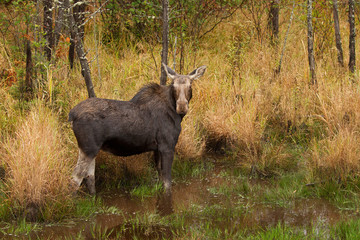 Naklejka na ściany i meble Female Moose standing in a marsh in Algonquin Park, Canada in autumn