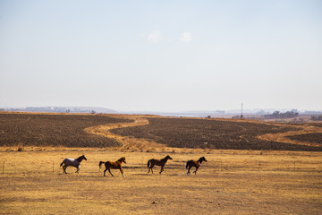 Fototapeta na wymiar Horses racing on the field