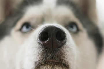 Beautiful Husky dog head with blue eyes