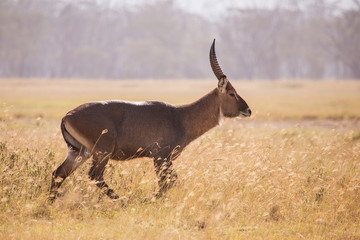 Waterbuck in Lake Samburu National Park, Kenya