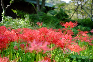 彼岸花