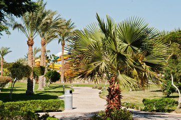Fototapeta na wymiar Different trees and palms on garden of resort