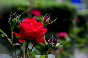 rose