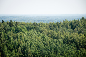 Fototapeta na wymiar panoramic view of misty forest. far horizon