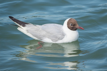 Black headed gull