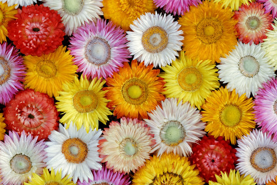 Getrocknete Strohblumenbl&uuml;ten - Nahaufnahme ( Helichrysum bracteatum ) 