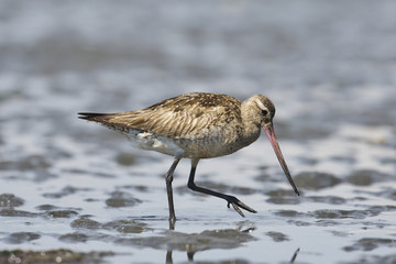 オオソリハシシギ(Bar-tailed Godwit)