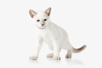 Kitten. Thai cat on white background