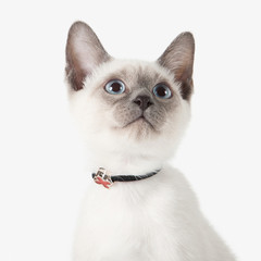 Kitten. Thai cat on white background