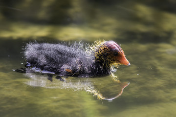 Solitary ugly duckling. Coot  (Fulica atra) chick on water