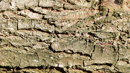 Naturdesign, Baumrinde