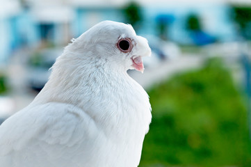 Doves as symbols. World Bird. White dove. Random frame.
