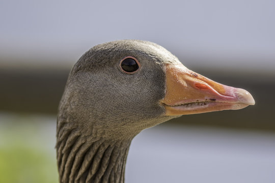 Close up of a greylag goose (Anser anser)