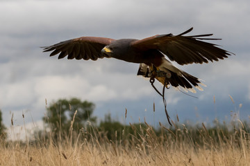 Harris hawk in flight over golden grass field with blue cloudy sky.