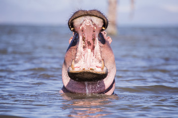 hippopotamus in Lake mombasa in kenya