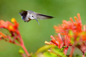 Hummingbird