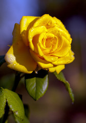 yellow rose as a natural green background
