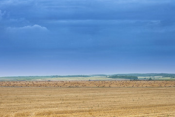 Fototapeta premium yellow field with stacks of straw on a background of blue sky