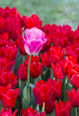 Obraz premium bed of tulips growing in spring garden tulips