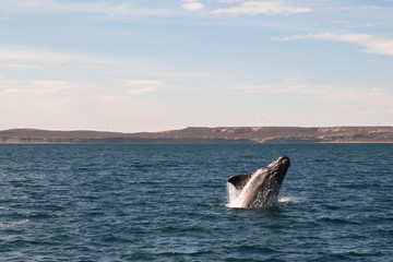 Fototapeta premium Las ballenas de Puerto Piramides 2