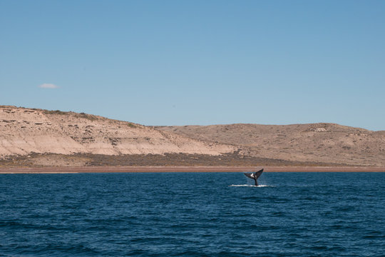 Las ballenas de Puerto Piramides