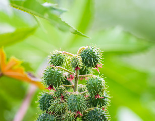 castor plant