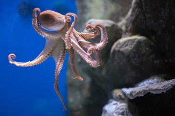 octopus underwater close up portrait while hunting