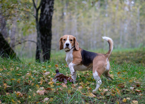 Собака породы бигль на прогулке в осеннем лесу 