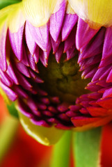 Vivid Purple Pink Bright Dahlia Flower Head - Budding Alien Like