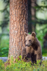 Cub of Brown bear (Ursus Arctos Arctos) in the summer forest. Natural green Background