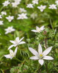 Obraz premium White flowers ornithogalum, Shallow depth of field