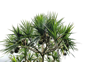 fruit of  Pandanus  tectorius on a green palm - obrazy, fototapety, plakaty
