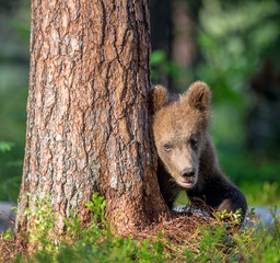 Cub of Brown bear (Ursus Arctos Arctos) in the summer forest. Natural green Background