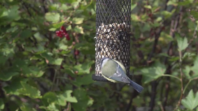 Video of blue tit and tree sparrow birds sitting on a birdfeeder eating peanuts