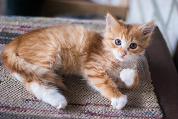 Beautiful little ginger kitten lying on the rug