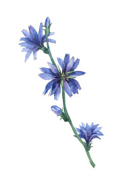 Blue chicory flowers. Common chicory (Cichorium intybus) is a bushy perennial herb. Watercolor hand painting illustration on isolate white background.