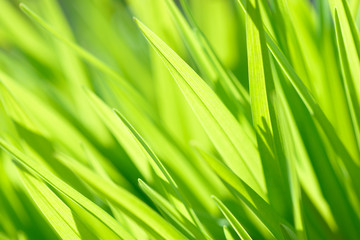 Young grass close-up on the field background sunny and vibrant