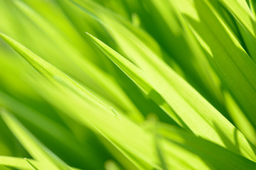 Young grass close-up on the field background sunny and vibrant