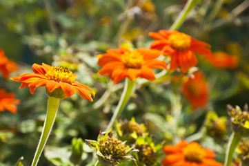 Sonnenbraut in voller Blüte