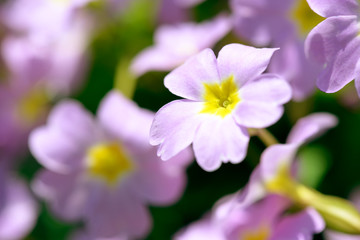 Primrose pink flowers (Primula Vulgaris). Pink primroses. Primula flowers growing in the field