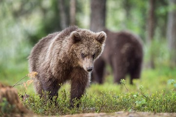 Obraz na płótnie Canvas Cubs of Brown bear (Ursus Arctos Arctos) in the summer forest. Natural green Background