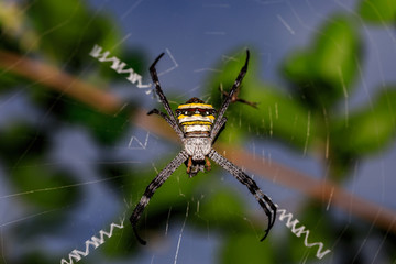 Spider on spider web.