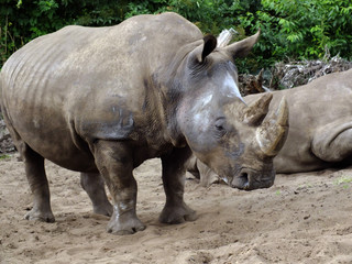 Fototapeta premium White Rhino