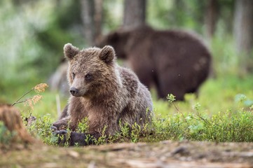 Naklejka na ściany i meble Cubs of Brown bear (Ursus Arctos Arctos) in the summer forest. Natural green Background