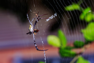 Spider on spider web.